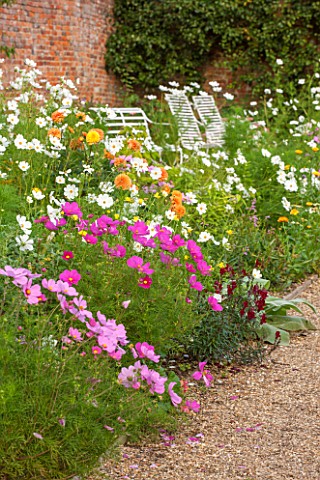KELMARSH_HALL_NORTHAMPTONSHIRE_LATE_SUMMER_BORDER_DAHLIA_APRICOT_JEWEL_WITH_PINK_AND_WHITE_COSMOS_BE