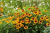 KELMARSH HALL, NORTHAMPTONSHIRE: PLANT COMBINATION IN LATE SUMMER BORDER - RUDBECKIA HIRTA AND WHITE ANNUAL COSMOS. ORANGE FLOWER