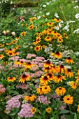KELMARSH HALL, NORTHAMPTONSHIRE: PLANT COMBINATION OF RUDBECKIA HIRTA AND PINK SEDUM IN LATE SUMMER BORDER. PERENNIAL, ORANGE AND PINK FLOWERS