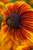 KELMARSH HALL, NORTHAMPTONSHIRE: CLOSE UP OF RUDBECKIA HIRTA. ORANGE AND YELLOW FLOWER, PERENNIAL, LATE SUMMER, PLANT PORTRAIT
