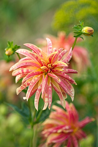 KELMARSH_HALL_NORTHAMPTONSHIRE_CLOSE_UP_OF_DAHLIA_GIRAFFE_DOUBLE_ORCHID_PINK_AND_YELLOW_FLOWER_PATTE