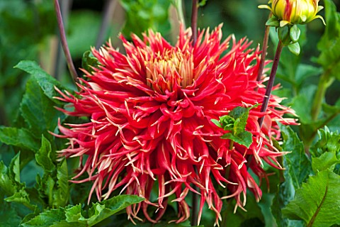 THE_SALUTATION_GARDEN_KENT_CLOSE_UP_PLANT_PORTRAIT_OF_THE_RED_AND_YELLOW_FLOWER_OF_DAHLIA_SHOW_AND_T