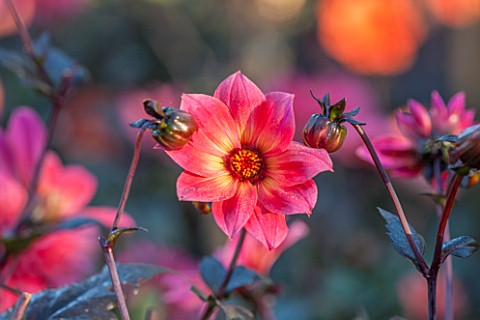THE_SALUTATION_GARDEN_KENT_CLOSE_UP_PLANT_PORTRAIT_OF_THE_PINK_AND_YELLOW_FLOWER_OF_DAHLIA_TWYNINGS_