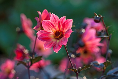 THE_SALUTATION_GARDEN_KENT_CLOSE_UP_PLANT_PORTRAIT_OF_THE_PINK_AND_YELLOW_FLOWER_OF_DAHLIA_TWYNINGS_
