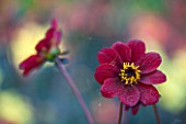 THE SALUTATION GARDEN, KENT: CLOSE UP PLANT PORTRAIT OF THE DARK RED FLOWER OF DAHLIA  BISHOP OF AUCKLAND  - FLOWERS, DAHLIAS, SUMMER, TENDER, PERENNIALS, PETAL, PETAL