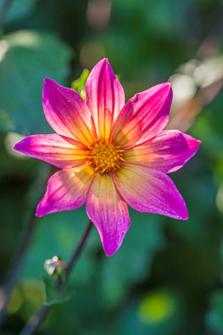 THE_SALUTATION_GARDEN_KENT_CLOSE_UP_PLANT_PORTRAIT_OF_THE_PINK_AND_YELLOW_FLOWER_OF_DAHLIA__BRIGHT_E