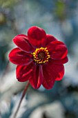 THE SALUTATION GARDEN, KENT: CLOSE UP PLANT PORTRAIT OF THE DARK RED FLOWER OF DAHLIA JRG - FLOWERS, DAHLIAS, SUMMER, TENDER, PERENNIALS, PETAL, PETAL