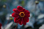 THE SALUTATION GARDEN, KENT: CLOSE UP PLANT PORTRAIT OF THE DARK RED FLOWER OF DAHLIA JRG - FLOWERS, DAHLIAS, SUMMER, TENDER, PERENNIALS, PETAL, PETAL