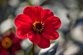 THE SALUTATION GARDEN, KENT: CLOSE UP PLANT PORTRAIT OF THE RED FLOWER OF DAHLIA SARAH - FLOWERS, DAHLIAS, SUMMER, TENDER, PERENNIALS, PETAL, PETAL