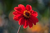 THE SALUTATION GARDEN, KENT: CLOSE UP PLANT PORTRAIT OF THE RED FLOWER OF DAHLIA SARAH - FLOWERS, DAHLIAS, SUMMER, TENDER, PERENNIALS, PETAL, PETAL
