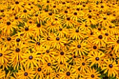 CLOSE UP PLANT PORTRAIT OF THE YELLOW FLOWERS OF RUDBECKIA FULGIDA VAR. SULLIVANTI GOLDSTURM - FLOWER, CONEFLOWER, PERENNIAL, SUMMER, PERENNIALS