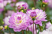 CLOSE UP PLANT PORTRAIT OF THE PURPLE AND WHITE FLOWERS OF DAHLIA SANDIA MELODY - FLOWER, TUBER, TUBEROUS, SUMMER