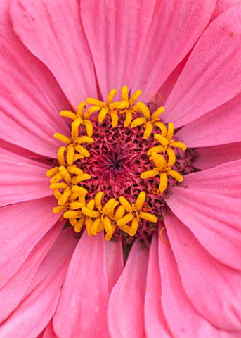 CLOSE_UP_PLANT_PORTRAIT_OF_THE_PINK_FLOWER_OF_ZINNIA_ELEGANS__GIANT_DOUBLE_MIXED___SUMMER_PETAL_PETA
