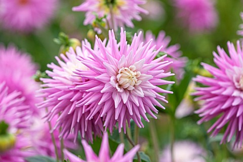 CLOSE_UP_PLANT_PORTRAIT_OF_THE_PINK_AND_WHITE_FLOWER_OF_DAHLIA_HILLCREST_CANDY__SUMMER_PETAL_PETALS_
