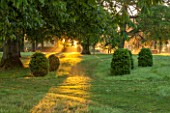 MORTON HALL GARDENS, WORCESTERSHIRE:PATH THROUGH NEW GARDEN AND PARK AT SUNRISE. DAWN, LIGHT, MIST, FOG, PARK, PARKLAND, TOPIARY, LAWN, YEW, CLIPPED, SHAPES