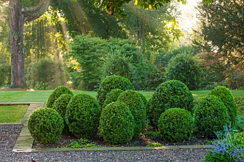 MORTON_HALL_GARDENS_WORCESTERSHIRE_VIEW_OUT_TO_PARKLAND_AT_SUNRISE__CLIPPED_TOPIARY_BOX_SHAPES_TREES