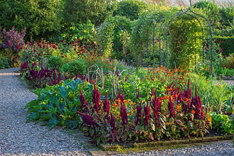 MORTON_HALL_GARDENS_WORCESTERSHIRE_KITCHEN_GARDEN_IN_LATE_SUMMER_BEDS_WITH_AMARANTHUS_CALENDULA_WALL