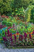 MORTON HALL GARDENS, WORCESTERSHIRE: KITCHEN GARDEN IN LATE SUMMER. BEDS WITH AMARANTHUS, CALENDULA. WALL, WALLED, COUNTRY, HOUSE, CLASSIC, VEGETABLE, ARCH, DAHLIAS, DARK, RED