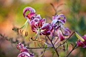 MORTON HALL GARDENS, WORCESTERSHIRE: KITCHEN GARDEN IN LATE SUMMER. CLOSE UP PLANT PORTRAIT OF PINK FLOWER OF LILY - LILIUM SPECIOSUM BLACK BEAUTY. BULB, LILIES, RED