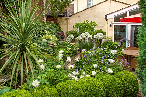 THE_OLD_BAKEHOUSE_SHERE_SURREY_SMALL_TOWN_GARDEN_BOX_BALLS_AGAPANTHUS_AFRICANUS_ALBUS__CANOPY_TABLE_