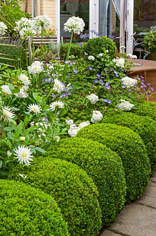 THE_OLD_BAKEHOUSE_SHERE_SURREY_SMALL_TOWN_GARDEN_PATH_BOX__BALLS_GREEN_FORMAL_AGAPANTHUS_AFRICANUS_A