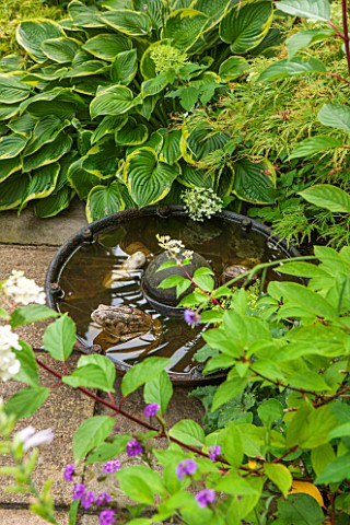 THE_OLD_BAKEHOUSE_SHERE_SURREY_SMALL_TOWN_GARDEN_GREEN_HOSTAS_METAL_WATER_FEATURE_POOL_POND