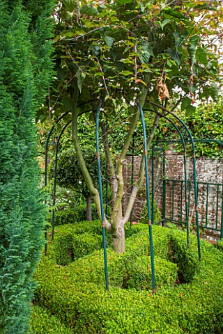 THE_OLD_BAKEHOUSE_SHERE_SURREY_SMALL_TOWN_GARDEN_BOX_HEDGE_WITH_SNAKE_BARK_MAPLE_ACER_GREEN_FORMAL