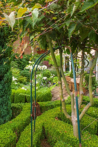 THE_OLD_BAKEHOUSE_SHERE_SURREY_SMALL_TOWN_GARDEN_BOX_HEDGE_WITH_SNAKE_BARK_MAPLE_ACER_GREEN_FORMAL