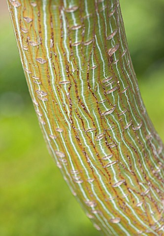 THE_OLD_BAKEHOUSE_SHERE_SURREY_CLOSE_UP_PLANT_PORTRAIT_OF_BARK_OF_SNAKE_BARK_MAPLE_ACER