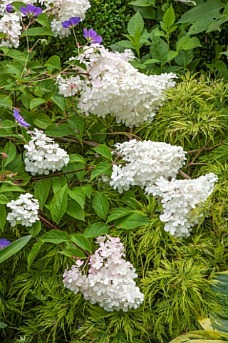 THE_OLD_BAKEHOUSE_SHERE_SURREY_CLOSE_UP_PLANT_PORTRAIT_OF_WHITE_FLOWER_OF_HYDRANGEA_PANICULATA_VANIL