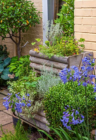 THE_OLD_BAKEHOUSE_SHERE_SURREY_SMALL_TOWN_GARDEN_WOODEN_HERB_CONTAINERS_AGAINST_WALL_WITH_BLUE_AGAPA