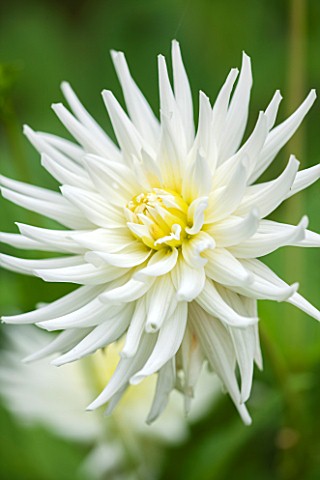 THE_OLD_BAKEHOUSE_SHERE_SURREY_CLOSE_UP_PLANT_PORTRAIT_OF_THE_WHITE_FLOWER_OF_A_DAHLIA