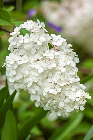 THE_OLD_BAKEHOUSE_SHERE_SURREY_CLOSE_UP_PLANT_PORTRAIT_OF_WHITE_FLOWER_OF_HYDRANGEA_PANICULATA_VANIL