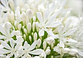 THE OLD BAKEHOUSE, SHERE, SURREY: CLOSE UP PLANT PORTRAIT OF WHITE FLOWER OF AGAPANTHUS AFRICANUS ALBUS. SHRUB, FLOWERS