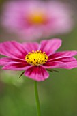 CLOSE UP PLANT PORTRAIT OF THE PINK FLOWER OF COSMOS BIPINNATUS ANTIQUITY. FLOWERS, PETAL, PETALS, FLOWERING, SEPTEMBER, ANNUAL