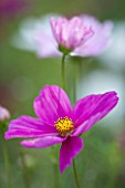 CLOSE UP PLANT PORTRAIT OF THE PINK FLOWER OF COSMOS BIPINNATUS ( COSMIX MIXED ). FLOWERS, PETAL, PETALS, FLOWERING, SEPTEMBER, ANNUAL