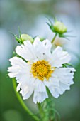 CLOSE UP PLANT PORTRAIT OF THE WHITE FLOWER OF COSMOS BIPINNATUS DOUBLE CLICK SNOW PUFF ( DOUBLE CLICK SERIES ). FLOWERS, PETAL, PETALS, FLOWERING, SEPTEMBER, ANNUAL