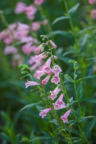 CLOSE_UP_PLANT_PORTRAIT_OF_THE_PINK_FLOWER_OF_PENSTEMON_HEWELL_PINK_BEDDER_AGM__PERENNIAL_FLOWER_FLO