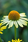 CLOSE UP PLANT PORTRAIT OF THE PALE YELLOW FLOWER OF ECHINACEA CLEOPATRA. FLOWERS, FLOWERING, SEPTEMBER, PERENNIAL, CONEFLOWER