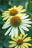 CLOSE UP PLANT PORTRAIT OF THE PALE YELLOW FLOWER OF ECHINACEA CLEOPATRA. FLOWERS, FLOWERING, SEPTEMBER, PERENNIAL, CONEFLOWER