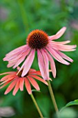 CLOSE UP PLANT PORTRAIT OF THE SALMON PINK FLOWER OF ECHINACEA PACIFIC SUMMER. FLOWERS, FLOWERING, SEPTEMBER, PERENNIAL, CONEFLOWER