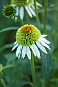 CLOSE UP PLANT PORTRAIT OF THE YELLOW AND GREEN FLOWER OF ECHINACEA PURPUREA COCONUT LIME. FLOWERS, FLOWERING, SEPTEMBER, PERENNIAL, CONEFLOWER