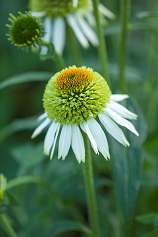 CLOSE_UP_PLANT_PORTRAIT_OF_THE_YELLOW_AND_GREEN_FLOWER_OF_ECHINACEA_PURPUREA_COCONUT_LIME_FLOWERS_FL
