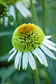CLOSE UP PLANT PORTRAIT OF THE YELLOW AND GREEN FLOWER OF ECHINACEA PURPUREA COCONUT LIME. FLOWERS, FLOWERING, SEPTEMBER, PERENNIAL, CONEFLOWER