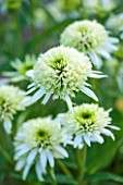 CLOSE UP PLANT PORTRAIT OF THE WHITE AND GREEN FLOWER OF ECHINACEA PURPUREA MERINGUE. FLOWERS, FLOWERING, SEPTEMBER, PERENNIAL, CONEFLOWER