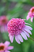 CLOSE UP PLANT PORTRAIT OF THE PINK FLOWER OF ECHINACEA PURPUREA PINK DOUBLE DELIGHT. FLOWERS, FLOWERING, SEPTEMBER, PERENNIAL, CONEFLOWER