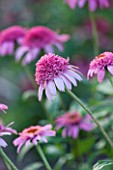 CLOSE UP PLANT PORTRAIT OF THE PINK FLOWER OF ECHINACEA PINK DOUBLE DELIGHT. FLOWERS, FLOWERING, SEPTEMBER, PERENNIAL, CONEFLOWER