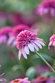 CLOSE UP PLANT PORTRAIT OF THE PINK FLOWER OF ECHINACEA PINK DOUBLE DELIGHT. FLOWERS, FLOWERING, SEPTEMBER, PERENNIAL, CONEFLOWER
