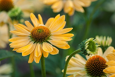 CLOSE_UP_PLANT_PORTRAIT_OF_THE_YELLOW_FLOWER_OF_ECHINACEA_ALOHA_FLOWERS_FLOWERING_SEPTEMBER_PERENNIA