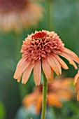 CLOSE UP PLANT PORTRAIT OF THE ORANGE FLOWER OF ECHINACEA SUPREME CANTALOUPE . FLOWERS, FLOWERING, SEPTEMBER, PERENNIAL, CONEFLOWER